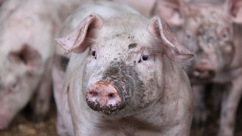 Cinq euros supplémentaires par cochon pour les adhérents de Kermené