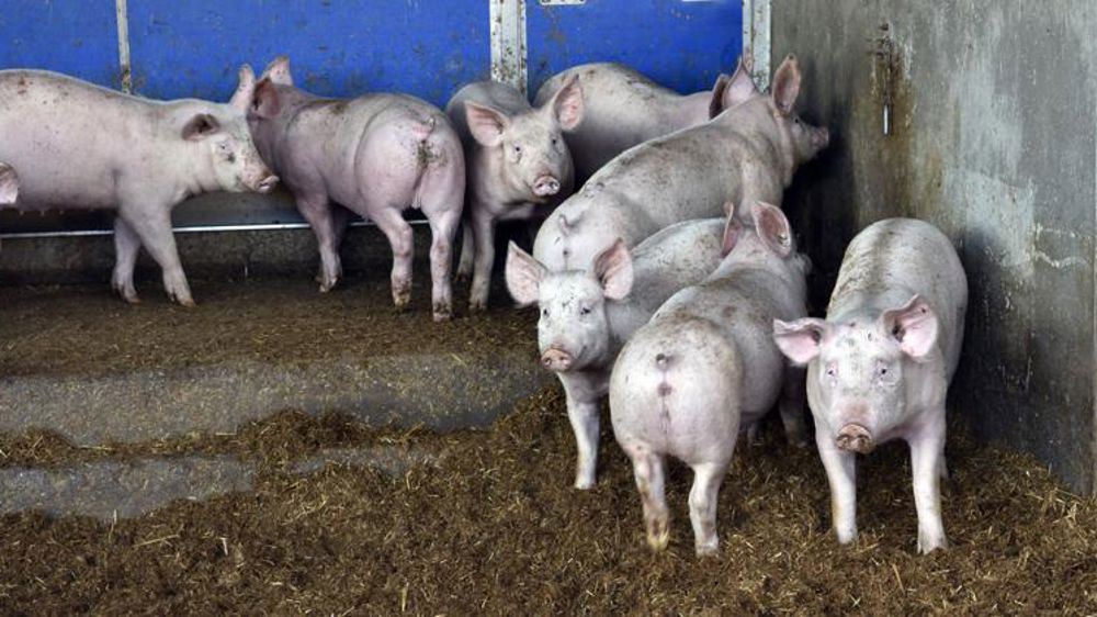 Des reports de cotisations MSA possibles pour les éleveurs de porcs