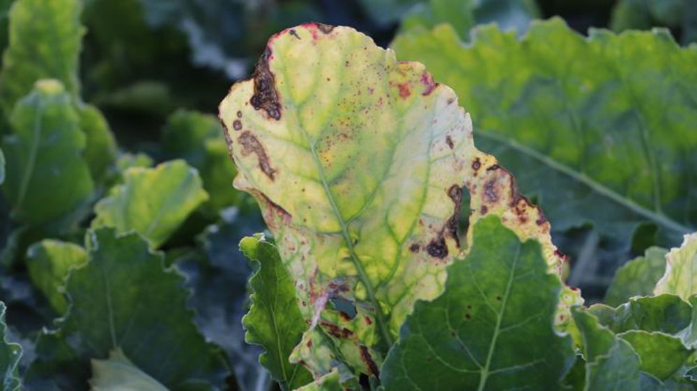 Denormandie fait un point sur la dérogation néonicotinoïdes