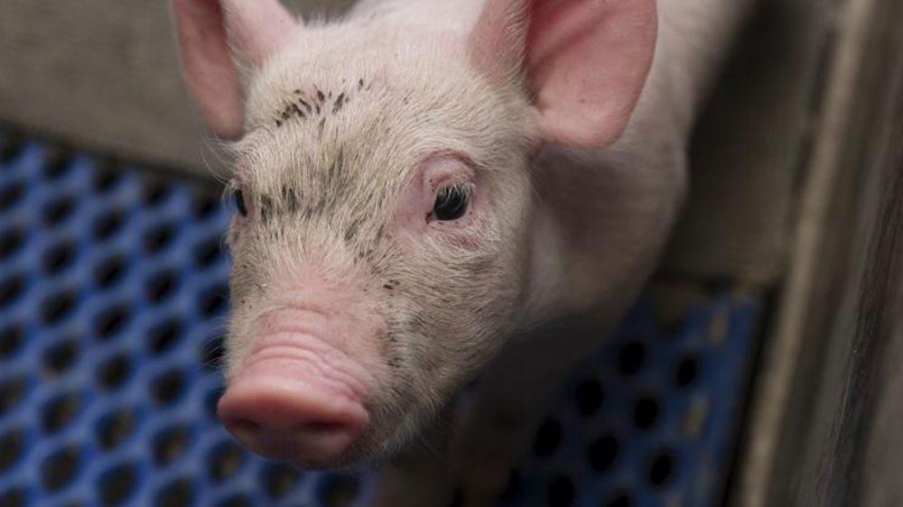 Plus de 1 700 demandes d’aide déposées par les producteurs de porcs