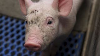 Plus de 1 700 demandes d’aide déposées par les producteurs de porcs Plus de 1 700 demandes d’aide déposées par les producteurs de porcs