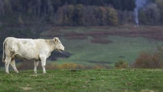Les indicateurs de coût de production en viande bovine se font attendre Les indicateurs de coût de production en viande bovine se font attendre