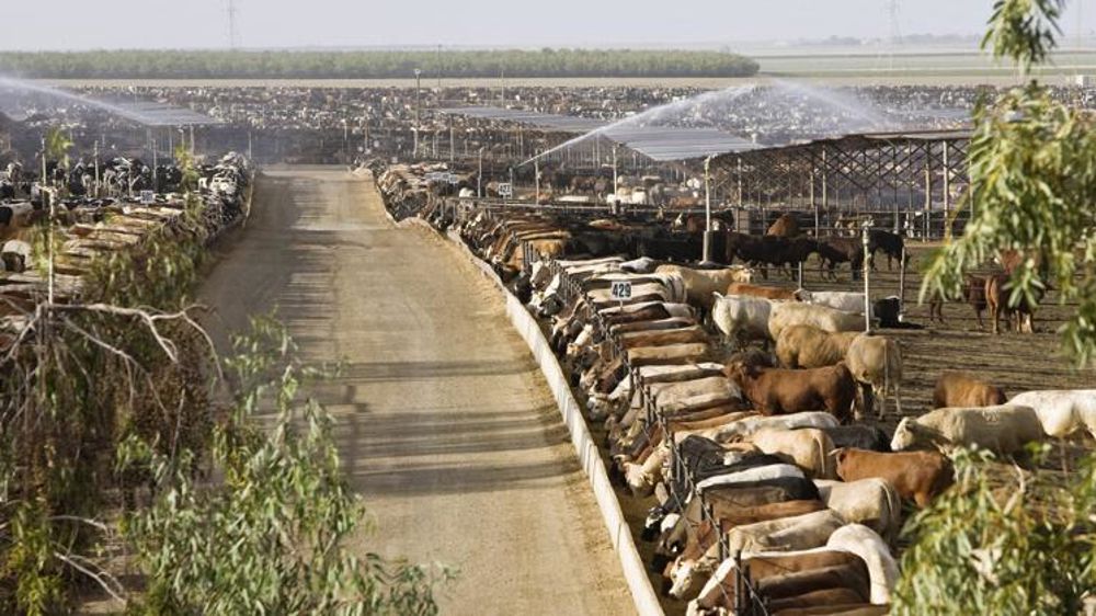 La France interdit l’importation de viandes aux antibiotiques de croissance