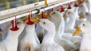 Les essais de vaccin contre la grippe aviaire inquiètent les professionnels Les essais de vaccin contre la grippe aviaire inquiètent les professionnels