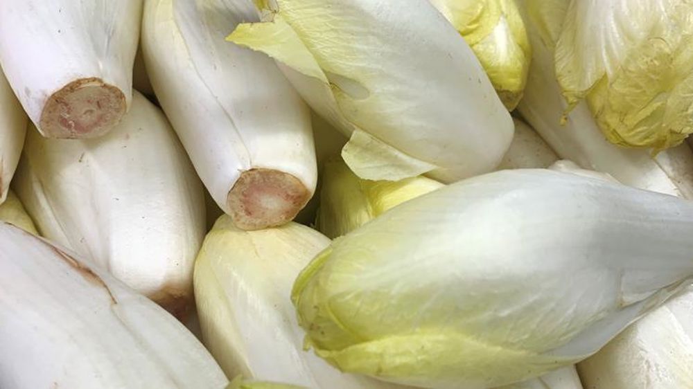 Les endives en pleine crise