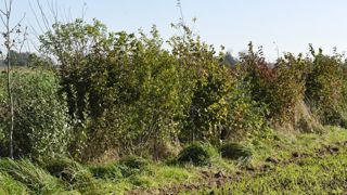 Un nouvel outil pour mesurer son impact sur la biodiversité Un nouvel outil pour mesurer son impact sur la biodiversité