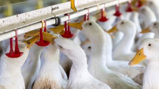 Les Pays de la Loire en alerte face à la grippe aviaire Les Pays de la Loire en alerte face à la grippe aviaire