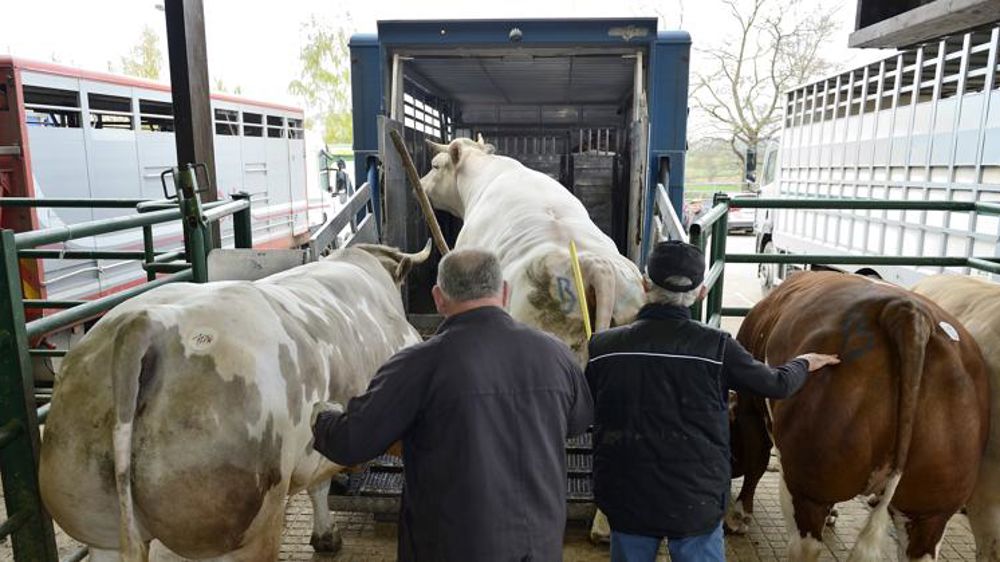 Des mesures pour limiter l’effondrement de l’offre de viande bovine