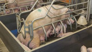 Des chercheurs arrivent à comprendre les cris des porcs Des chercheurs arrivent à comprendre les cris des porcs