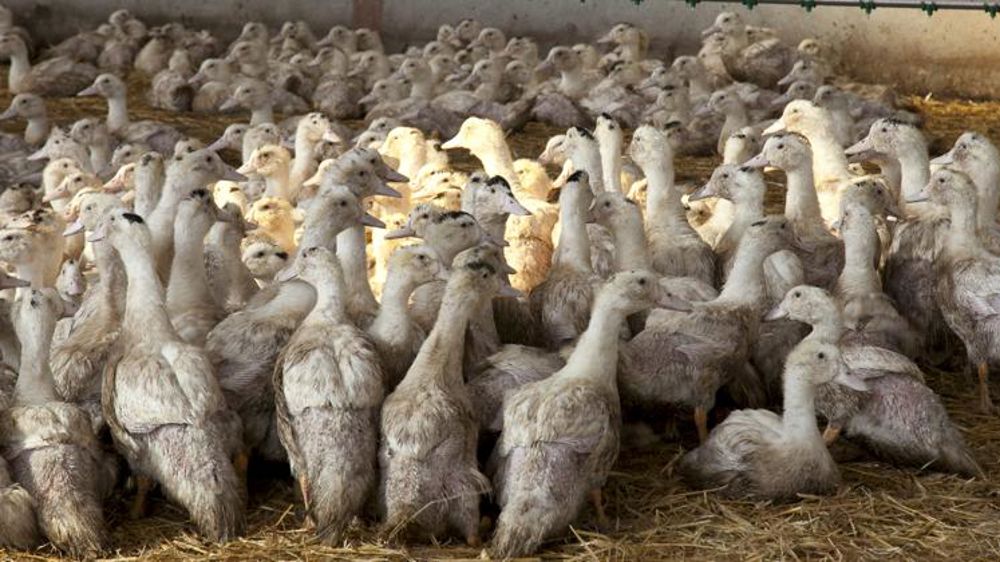 La propagation de la grippe aviaire explose dans le Grand Ouest