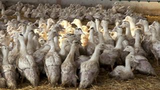 La propagation de la grippe aviaire explose dans le Grand Ouest La propagation de la grippe aviaire explose dans le Grand Ouest