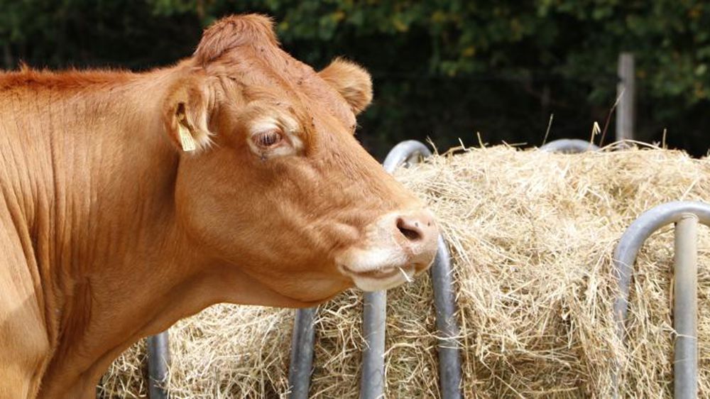 Moins de vaches à l’abattoir en janvier