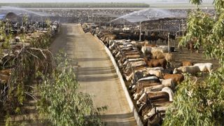 Deux espèces bovines génétiquement modifiées aux États-Unis Deux espèces bovines génétiquement modifiées aux États-Unis