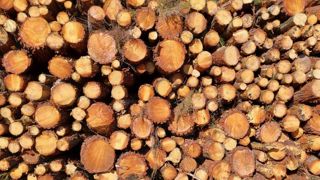 Près de deux milliards d’euros pour la pérennité des forêts Près de deux milliards d’euros pour la pérennité des forêts