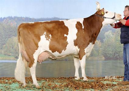 FLEURETTE (STADLER AA x SEEWILIO) à Rey Michel, 1689 Le Châtelard, Grande championne Swiss Fleckvieh