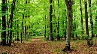Les entrepreneurs de la forêt rendent leurs travaux Les entrepreneurs de la forêt rendent leurs travaux