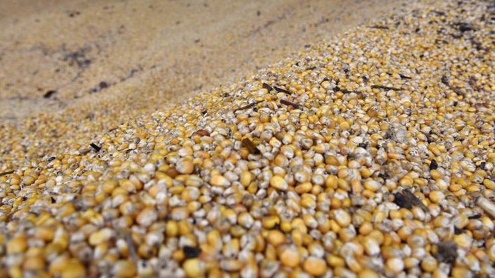 Madrid assouplit les règles d’importation du maïs argentin et brésilien