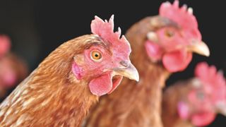 Le cauchemar des éleveurs vendéens de volailles Le cauchemar des éleveurs vendéens de volailles