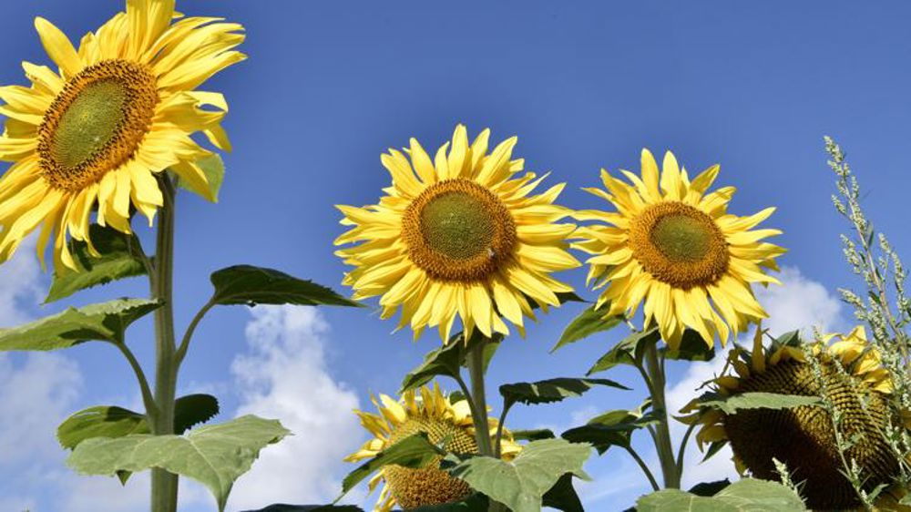 Les semis de tournesol fortement impactés par la guerre