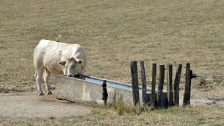 Booster la résilience des élevages de ruminants Booster la résilience des élevages de ruminants