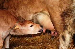 Avec moins de veaux attendus en 2012, le nombre de bovins disponibles en 2013 pourrait encore baisser.