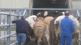 Moins de bovins à l’abattoir en février Moins de bovins à l’abattoir en février