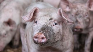 Welfarm accuse Bigard d’imposer la castration des porcelets Welfarm accuse Bigard d’imposer la castration des porcelets