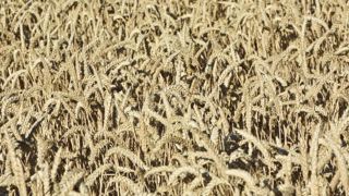 La farine Label rouge renforce ses exigences sur le blé La farine Label rouge renforce ses exigences sur le blé