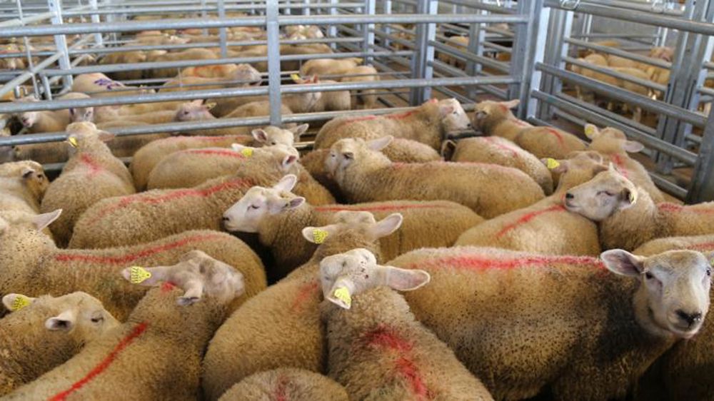 Les abattages d’ovins ont reculé en février