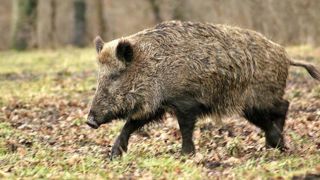 Les sangliers s’attaquent aussi au pois Les sangliers s’attaquent aussi au pois