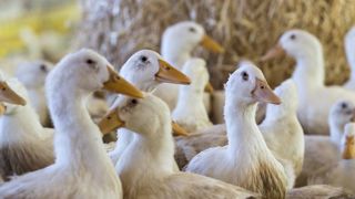 Le virus de la grippe aviaire repéré en Corrèze Le virus de la grippe aviaire repéré en Corrèze