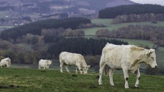 La FNB pointe les incohérences de Bruxelles sur l’élevage bovin La FNB pointe les incohérences de Bruxelles sur l’élevage bovin
