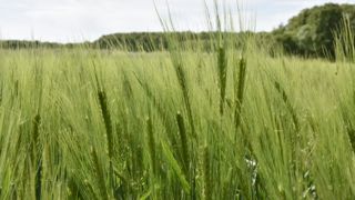 La filière brassicole française veut faire connaître ses atouts La filière brassicole française veut faire connaître ses atouts