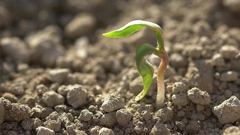 Après le gel, l’heure du constat Après le gel, l’heure du constat