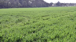 Les surfaces de céréales à paille en baisse Les surfaces de céréales à paille en baisse