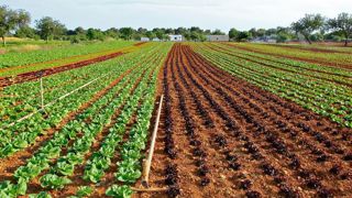 La production de laitue en hausse sur la campagne 2021-2022 La production de laitue en hausse sur la campagne 2021-2022