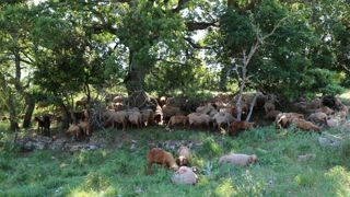 Le pastoralisme, un maillon fort du maintien des milieux ouverts Le pastoralisme, un maillon fort du maintien des milieux ouverts