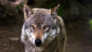 Un loup filmé dans le Finistère Un loup filmé dans le Finistère