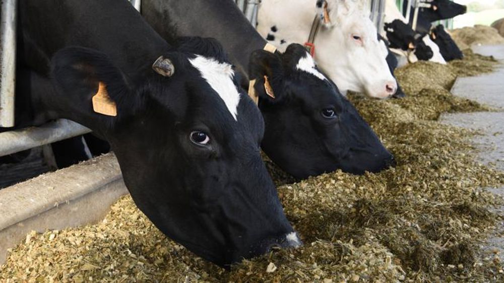 La production d’aliments pour bovins continue de chuter