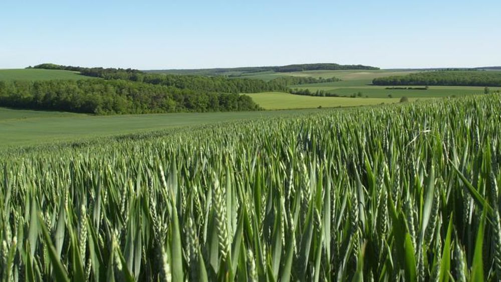 Le blé commence à manquer d’eau