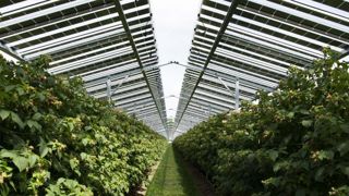 L’Allemand BayWa recherche des agriculteurs motivés par l’agrivoltaïsme L’Allemand BayWa recherche des agriculteurs motivés par l’agrivoltaïsme