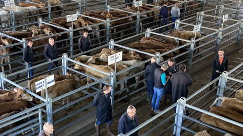 Les marchés aux bestiaux inquiets malgré une activité en hausse