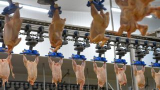 La grippe aviaire plombe les abattages de volailles La grippe aviaire plombe les abattages de volailles