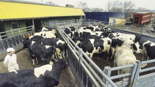 L’expérimentation du contrôle par vidéo bien accueillie en abattoir L’expérimentation du contrôle par vidéo bien accueillie en abattoir