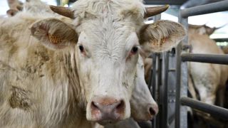 La France obtient le statut « à risque négligeable » vis-à-vis de l’ESB La France obtient le statut « à risque négligeable » vis-à-vis de l’ESB