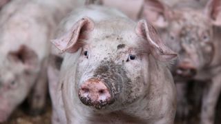 Un vaccin contre la peste porcine africaine mis au point au Vietnam Un vaccin contre la peste porcine africaine mis au point au Vietnam