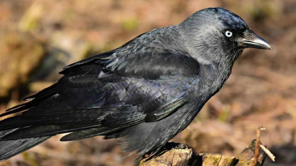 La justice suspend l’abattage de plus de 25 000 choucas