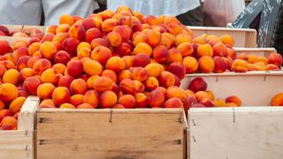 La production d’abricots revient à une année pleine La production d’abricots revient à une année pleine