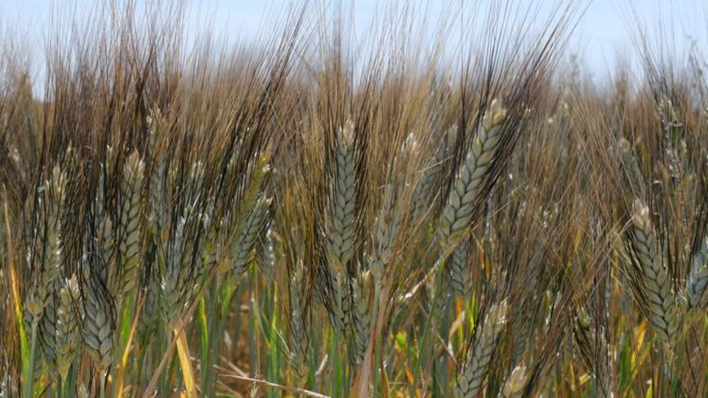 Panzani pousse sa démarche « Blé responsable français »