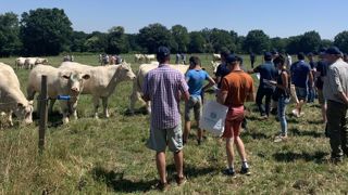 Créer des « passerelles » entre les deux livres généalogiques charolais Créer des « passerelles » entre les deux livres généalogiques charolais